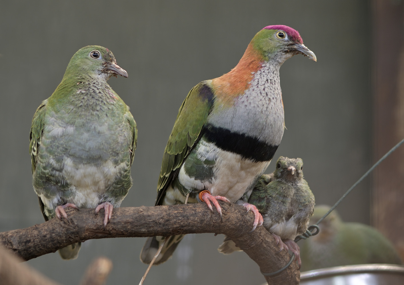 Superb fruit dove family