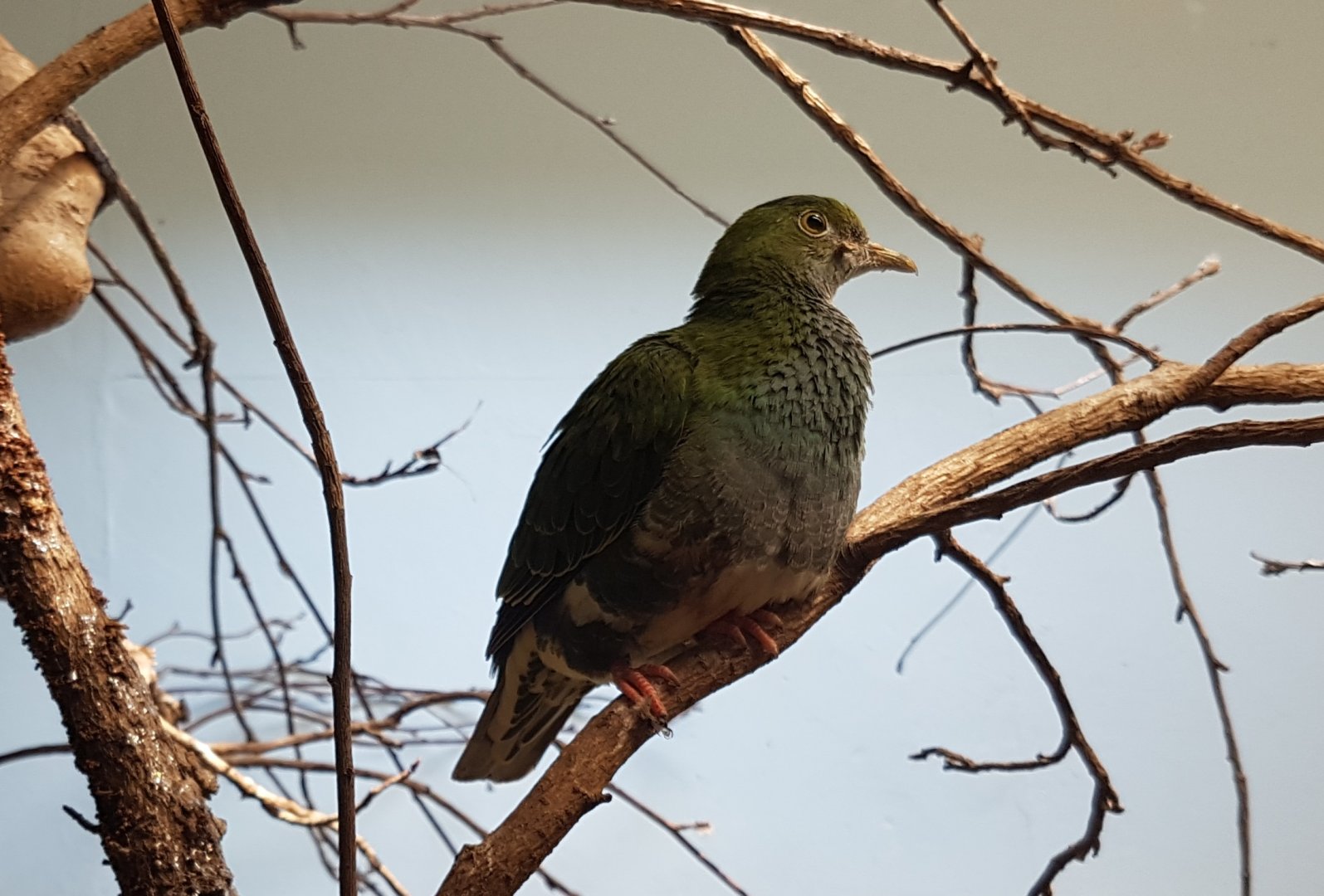 Superb fruit-dove - female