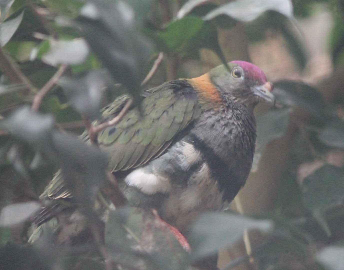 Superb fruit-dove - male