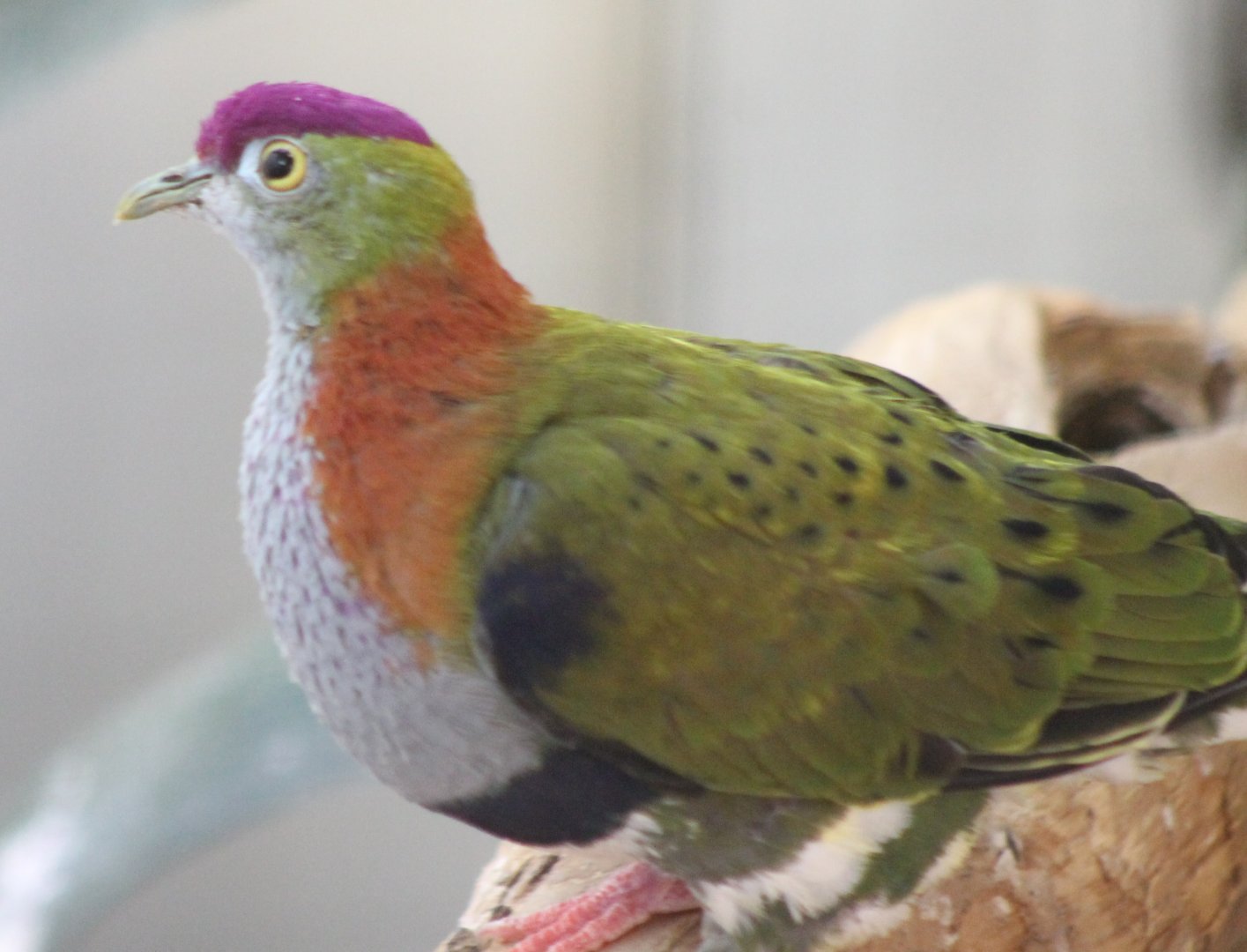Superb fruit-dove - male