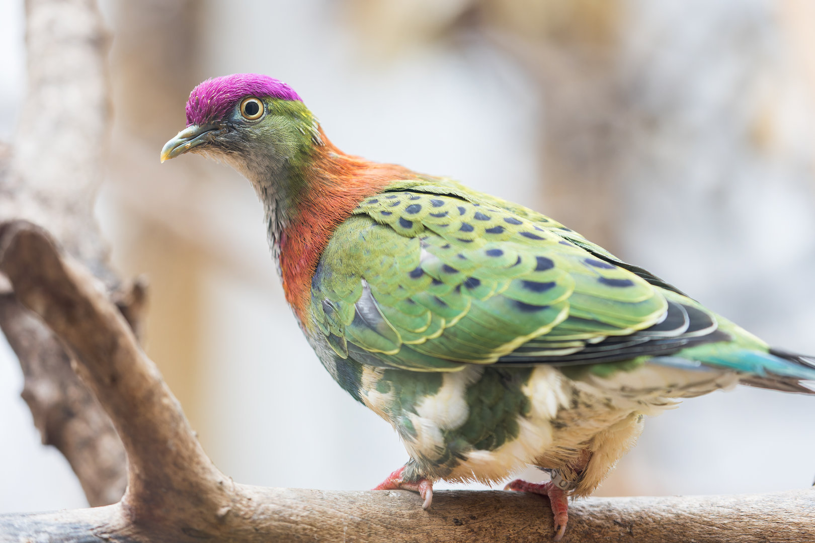 Superb Fruit Dove / Newquay Zoo / 16-3-23