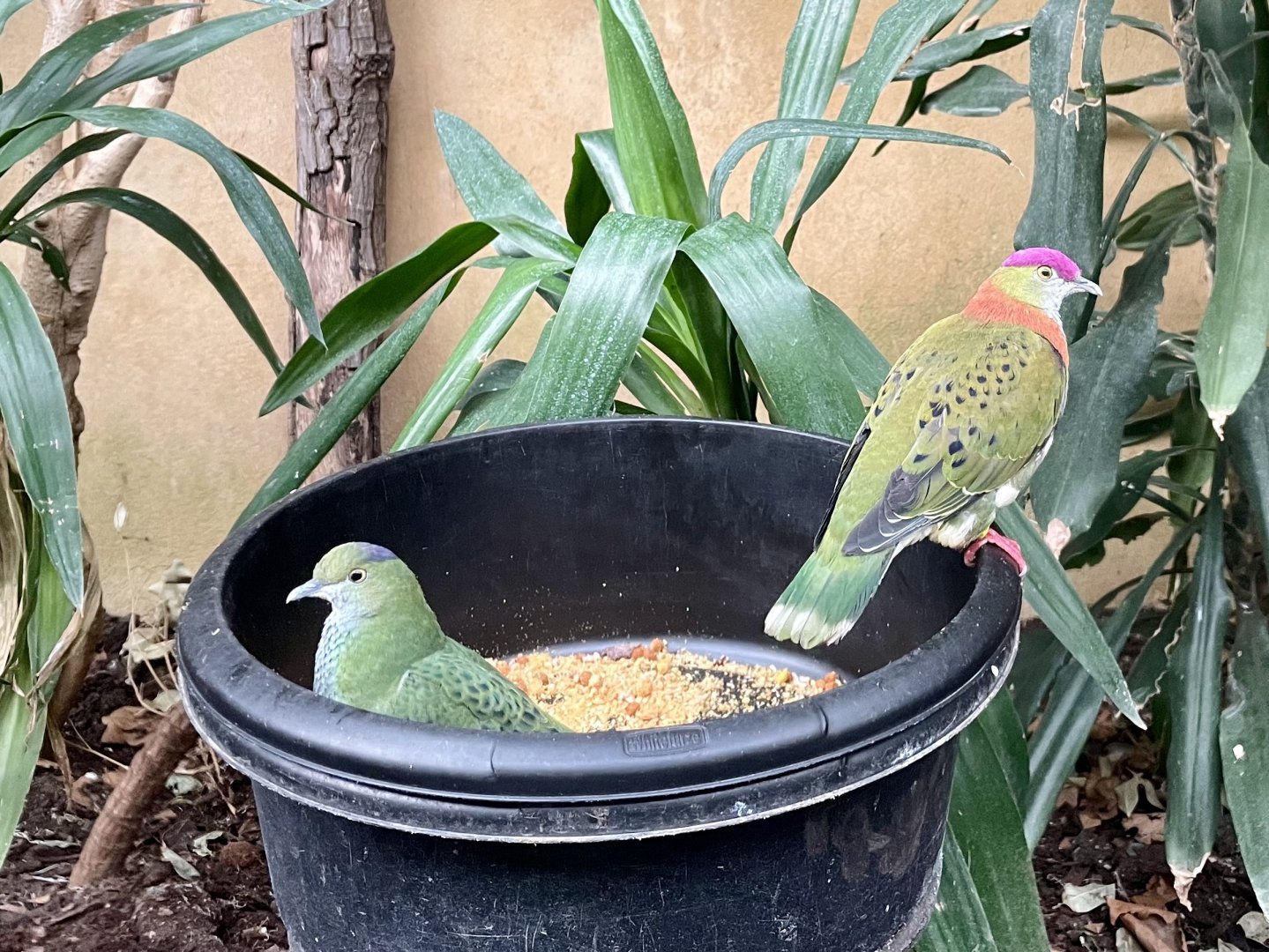 Superb Fruit Dove pair, Ptilinopus superbus