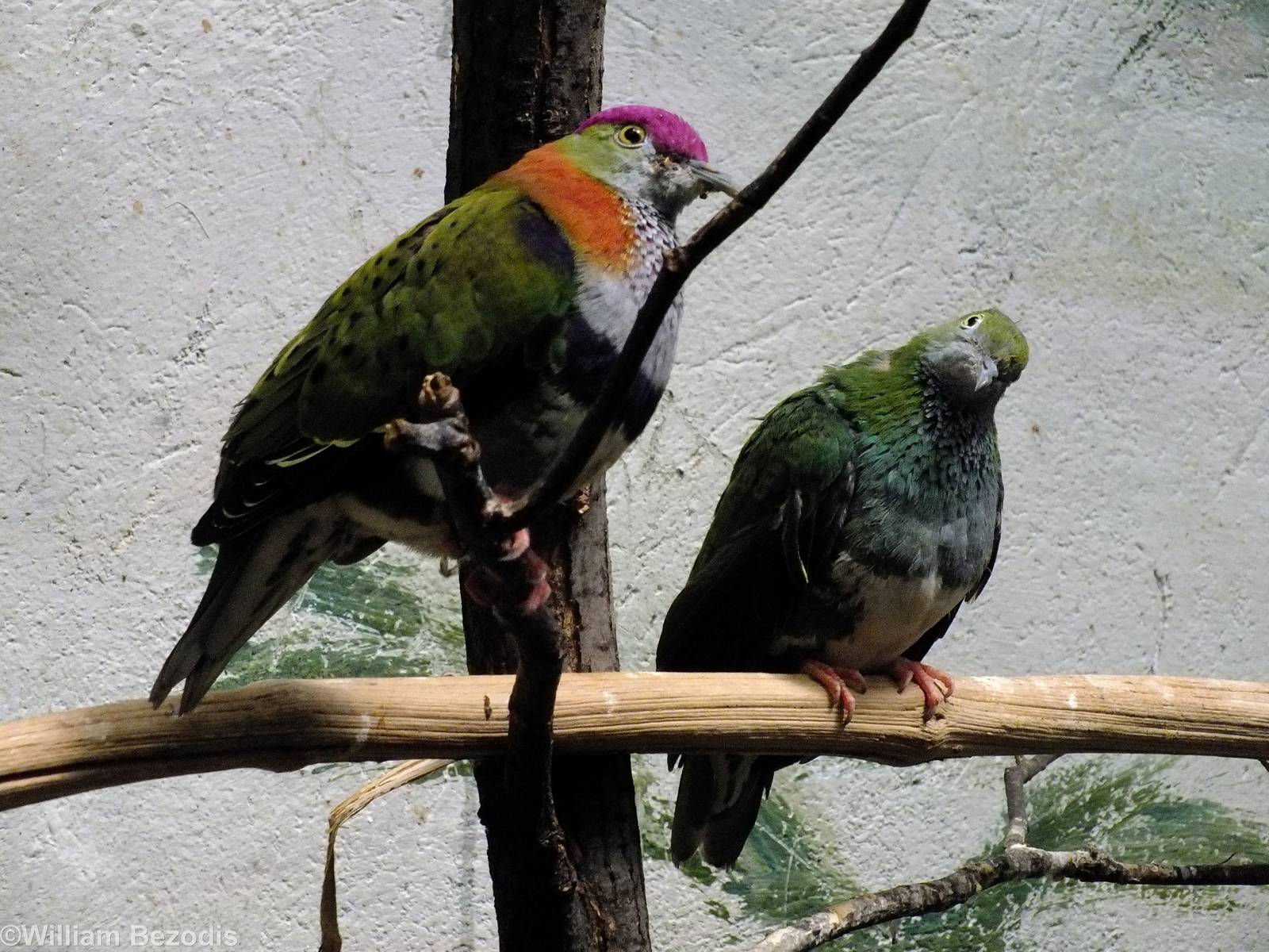 Superb Fruit Dove Pair
