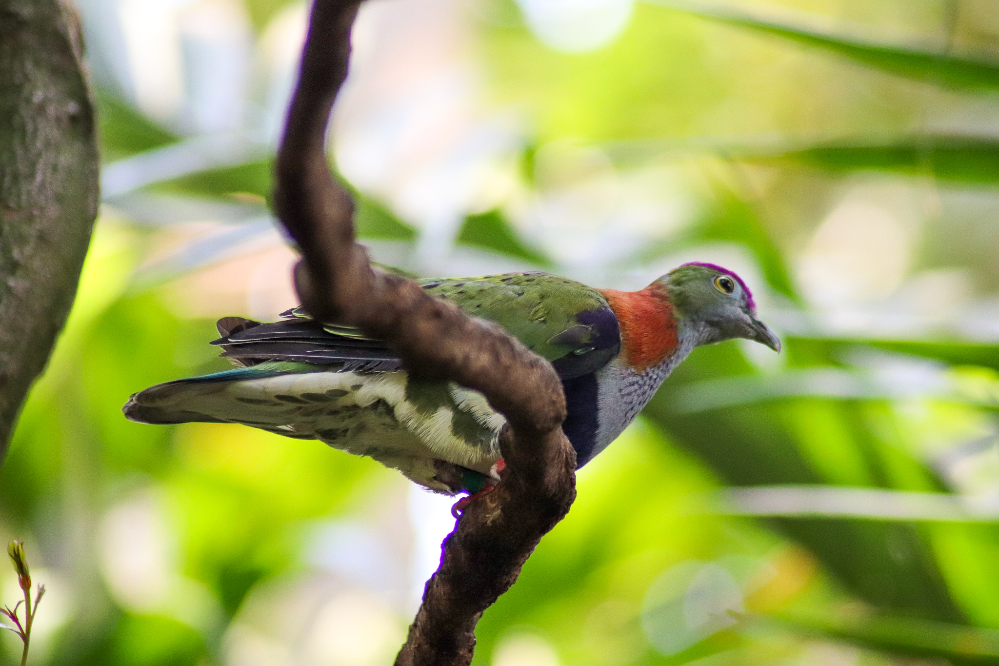 Superb Fruit Dove (Ptilinopus superbus) - December 2019