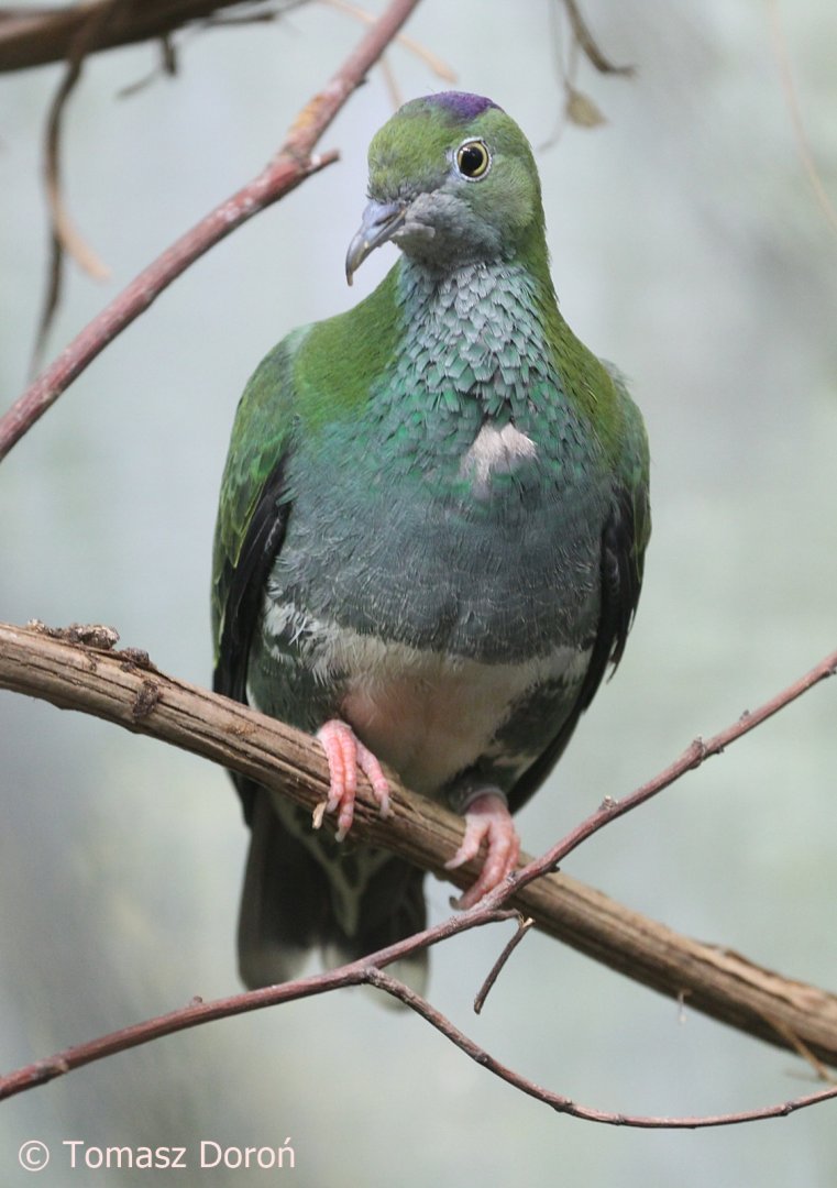 Superb Fruit-dove (Ptilinopus superbus), February 2019