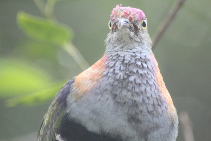 Superb fruit dove (Ptilinopus superbus superbus)