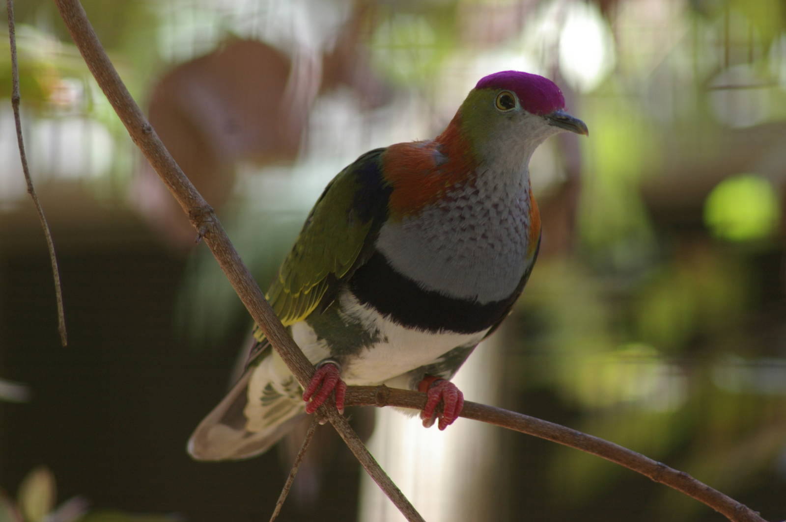 superb fruit dove (Ptilinopus superbus)
