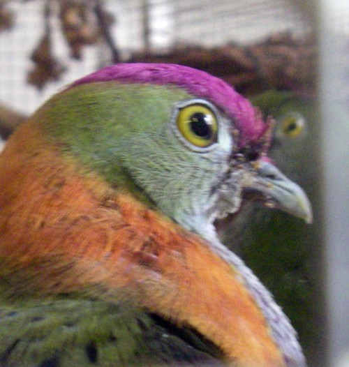 Superb Fruit Dove (Ptilinopus superbus)