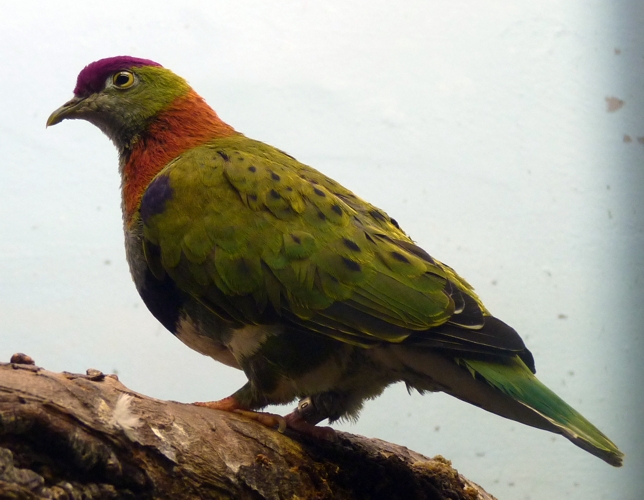 Superb fruit dove (Ptilinopus superbus)