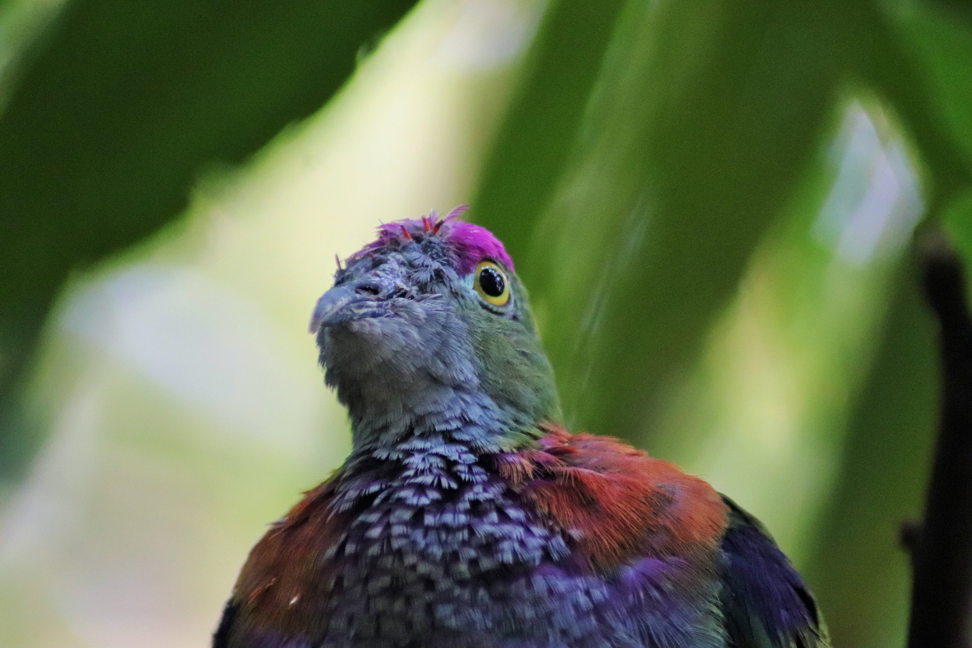 Superb Fruit Dove (Ptilinopus superbus)