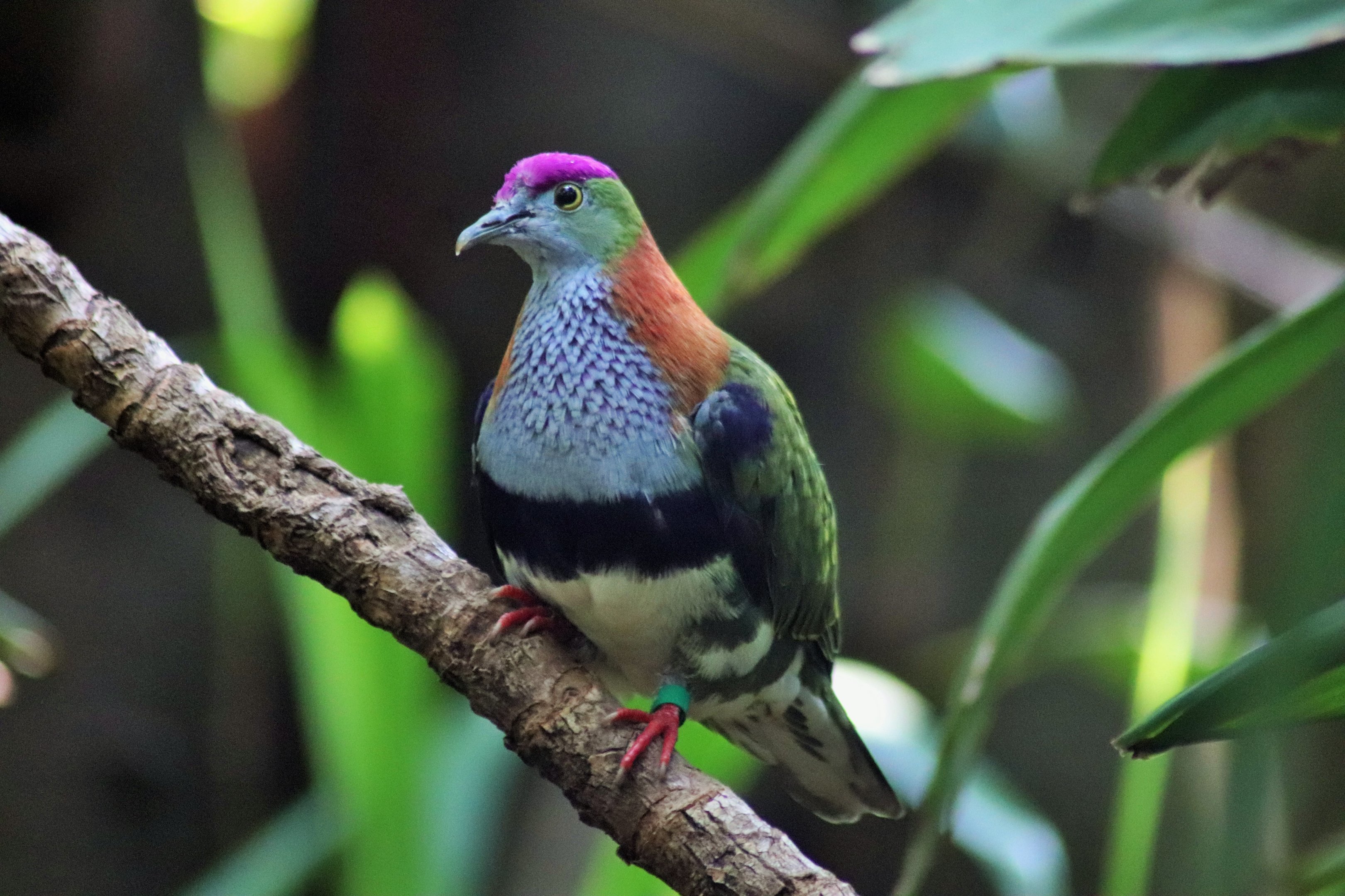 Superb Fruit Dove (Ptilinopus superbus)