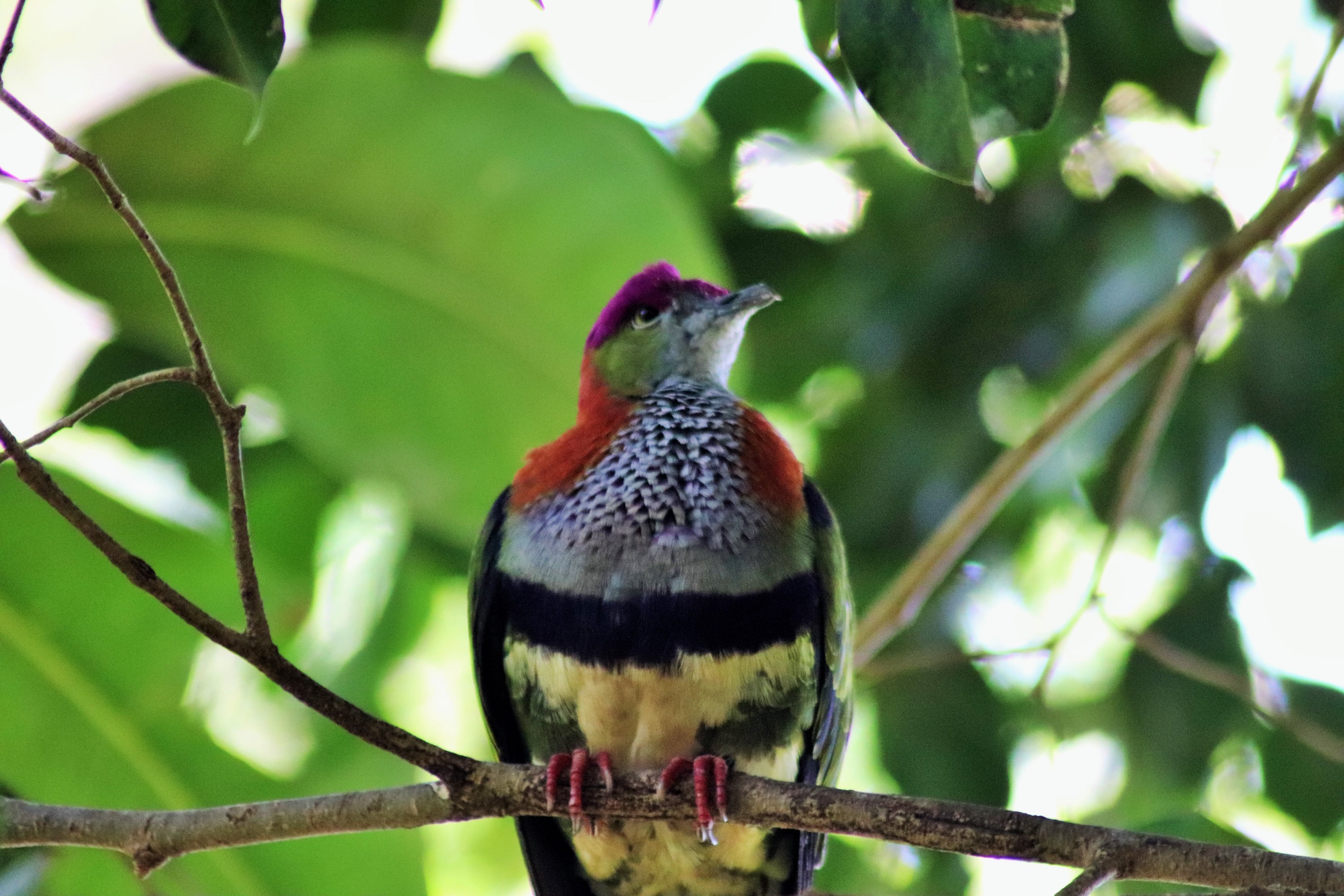 Superb Fruit Dove (Ptilinopus superbus)