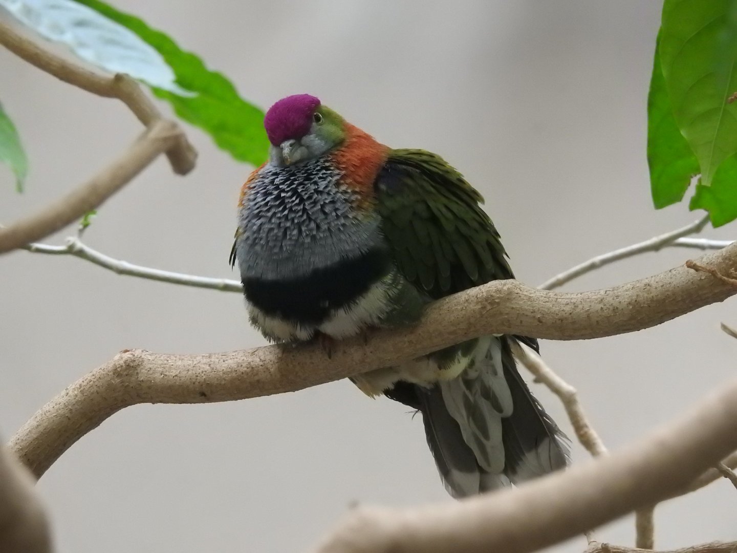 Superb Fruit Dove (Ptilinopus superbus)
