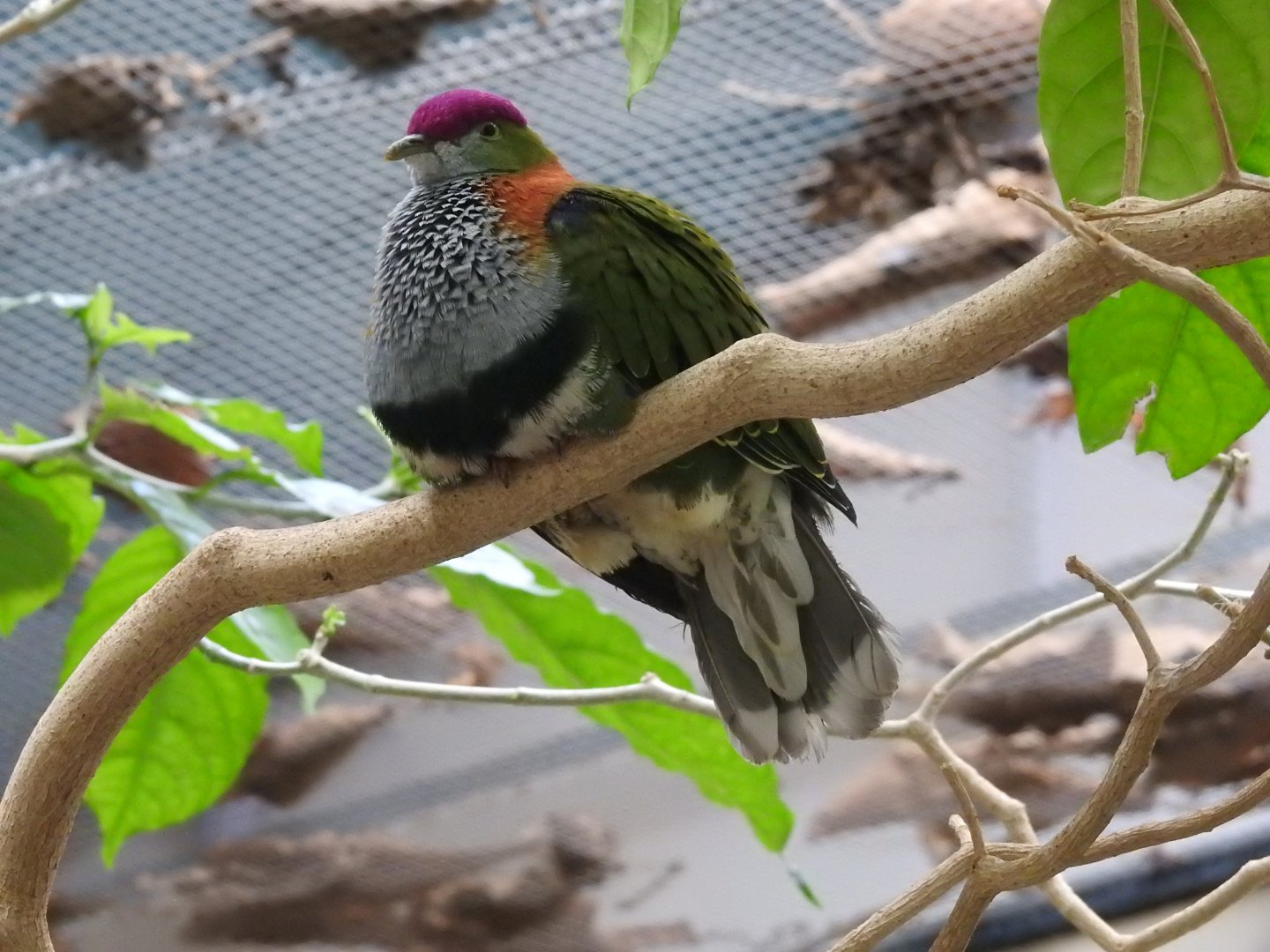 Superb Fruit Dove (Ptilinopus superbus)