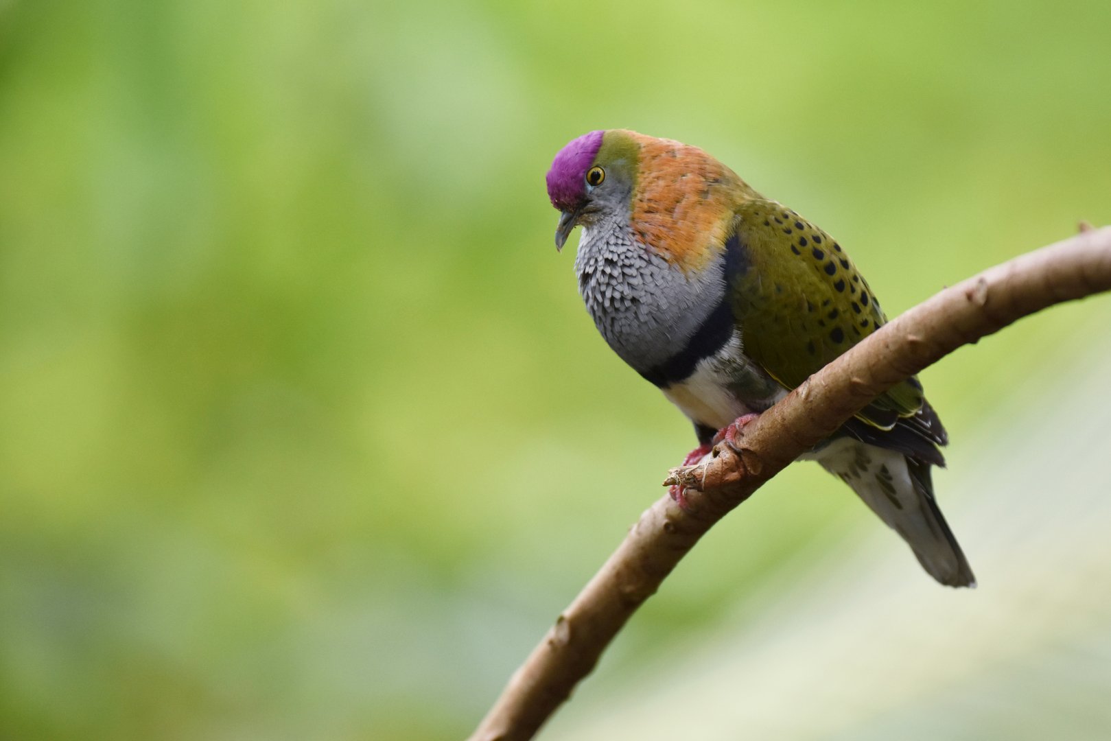 Superb Fruit-Dove Ptilinopus superbus
