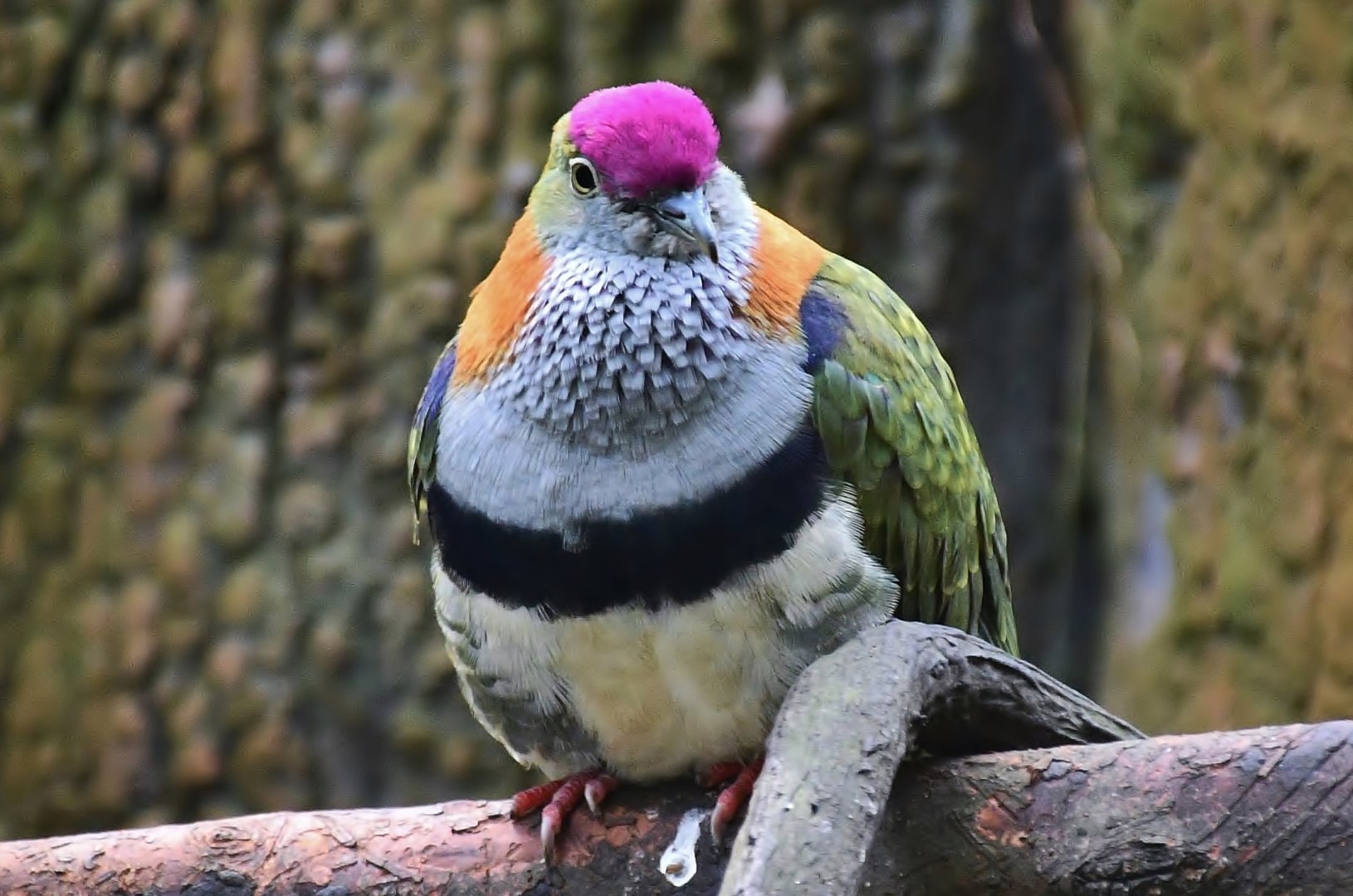 Superb Fruit Dove (Ptilinopus superbus)