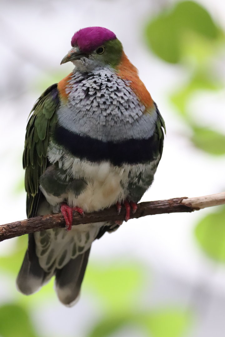 Superb fruit-dove (Ptilinopus superbus)