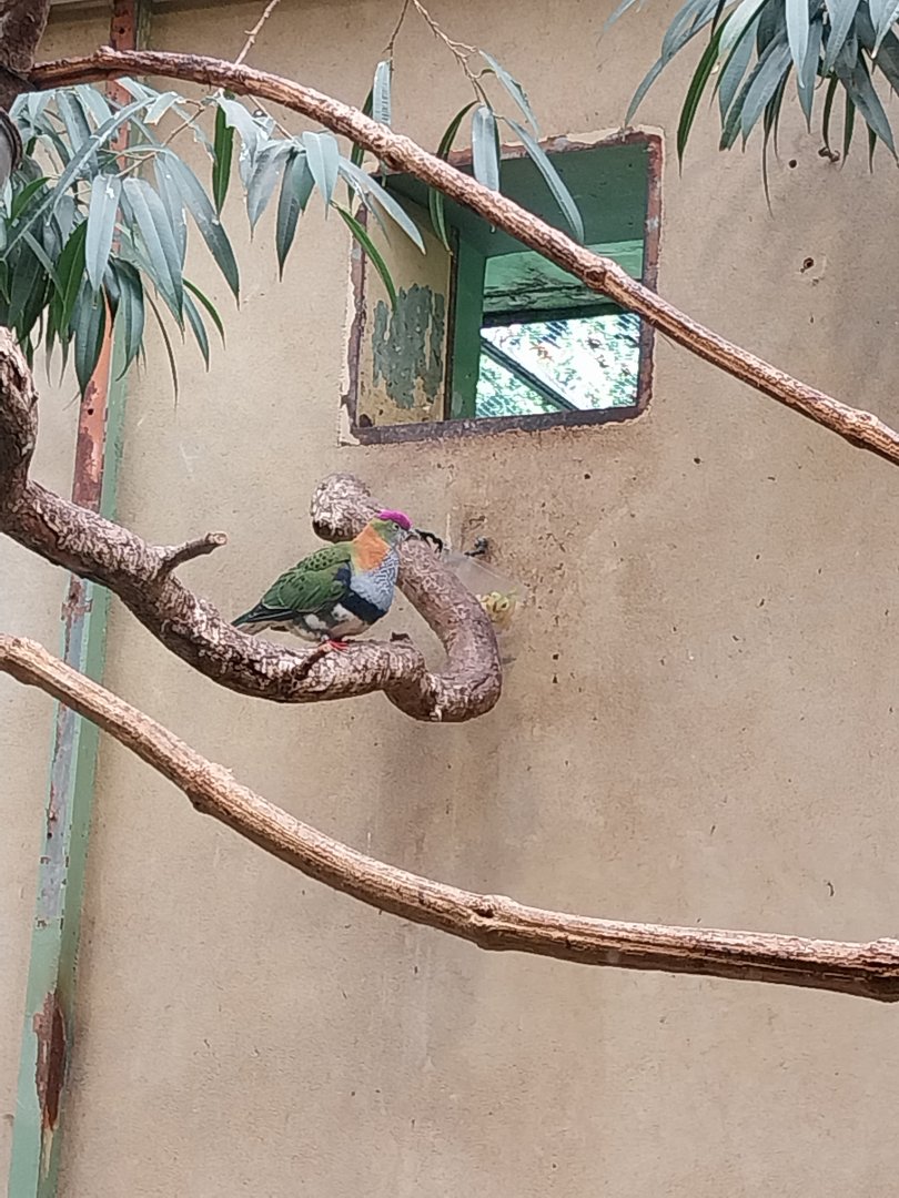 Superb fruit-dove (Ptilinopus superbus)