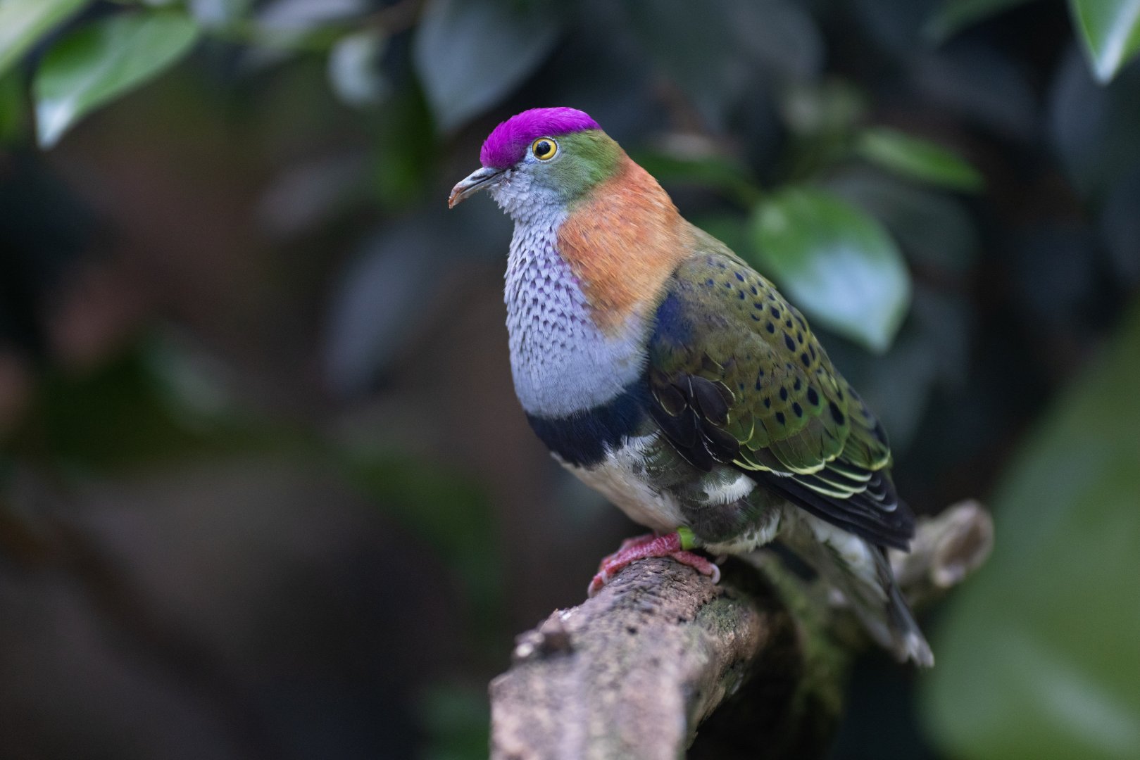 Superb Fruit-Dove (Ptilinopus superbus)