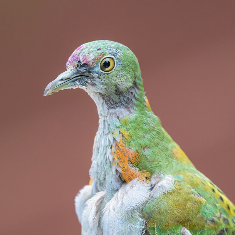 Superb Fruit Dove (Ptilinopus Superbus)