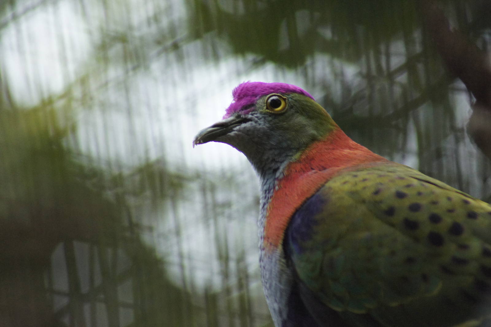 Superb Fruit Dove