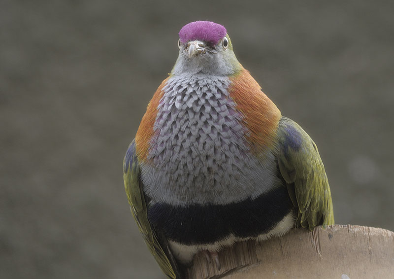 Superb fruit dove