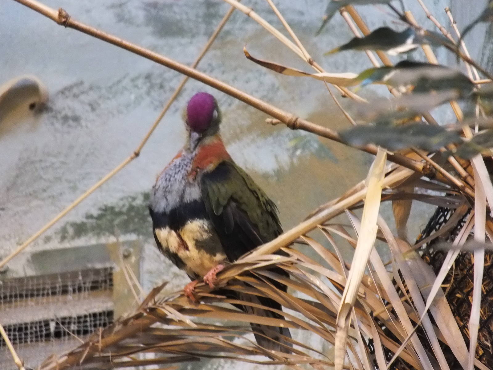 Superb fruit dove