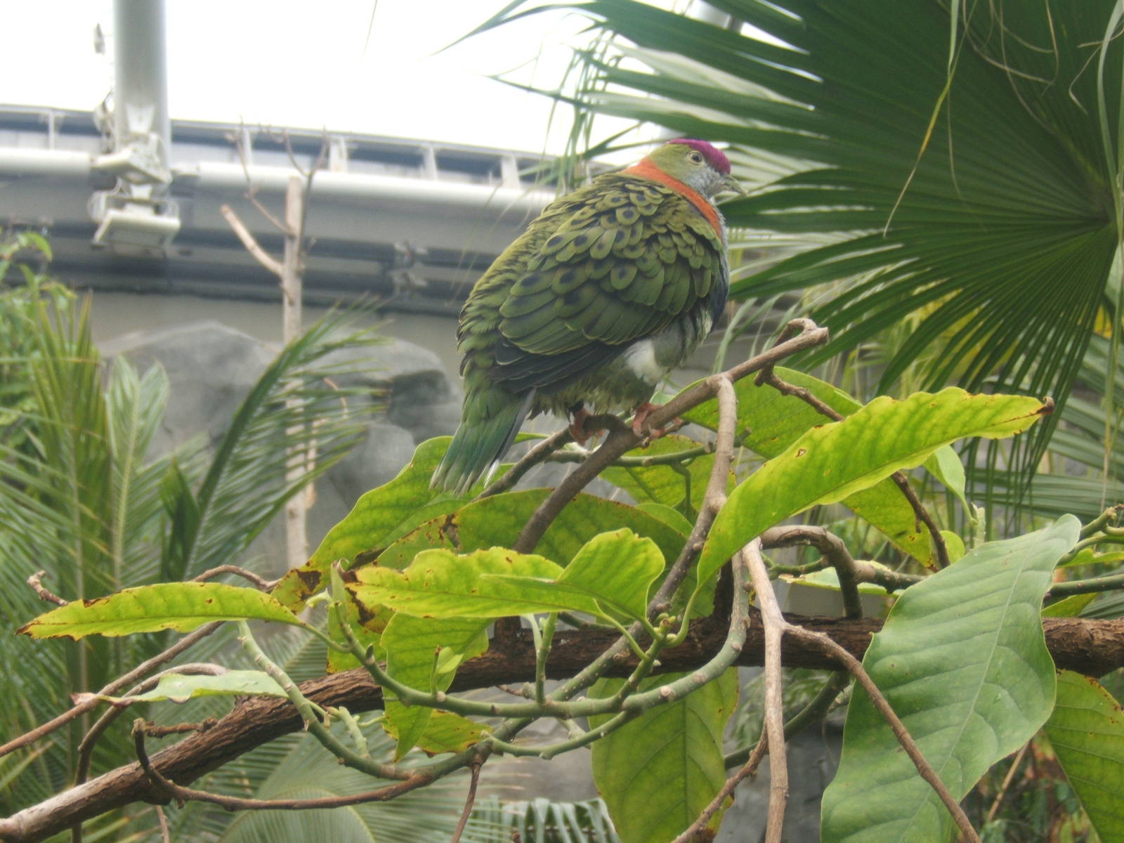 Superb Fruit Dove