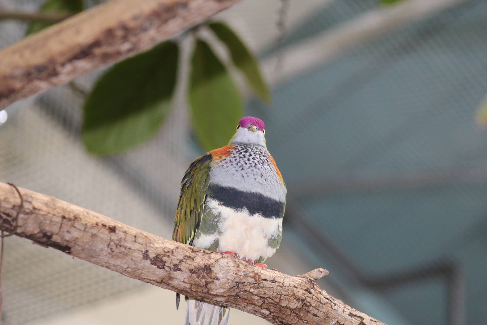 Superb Fruit-Dove