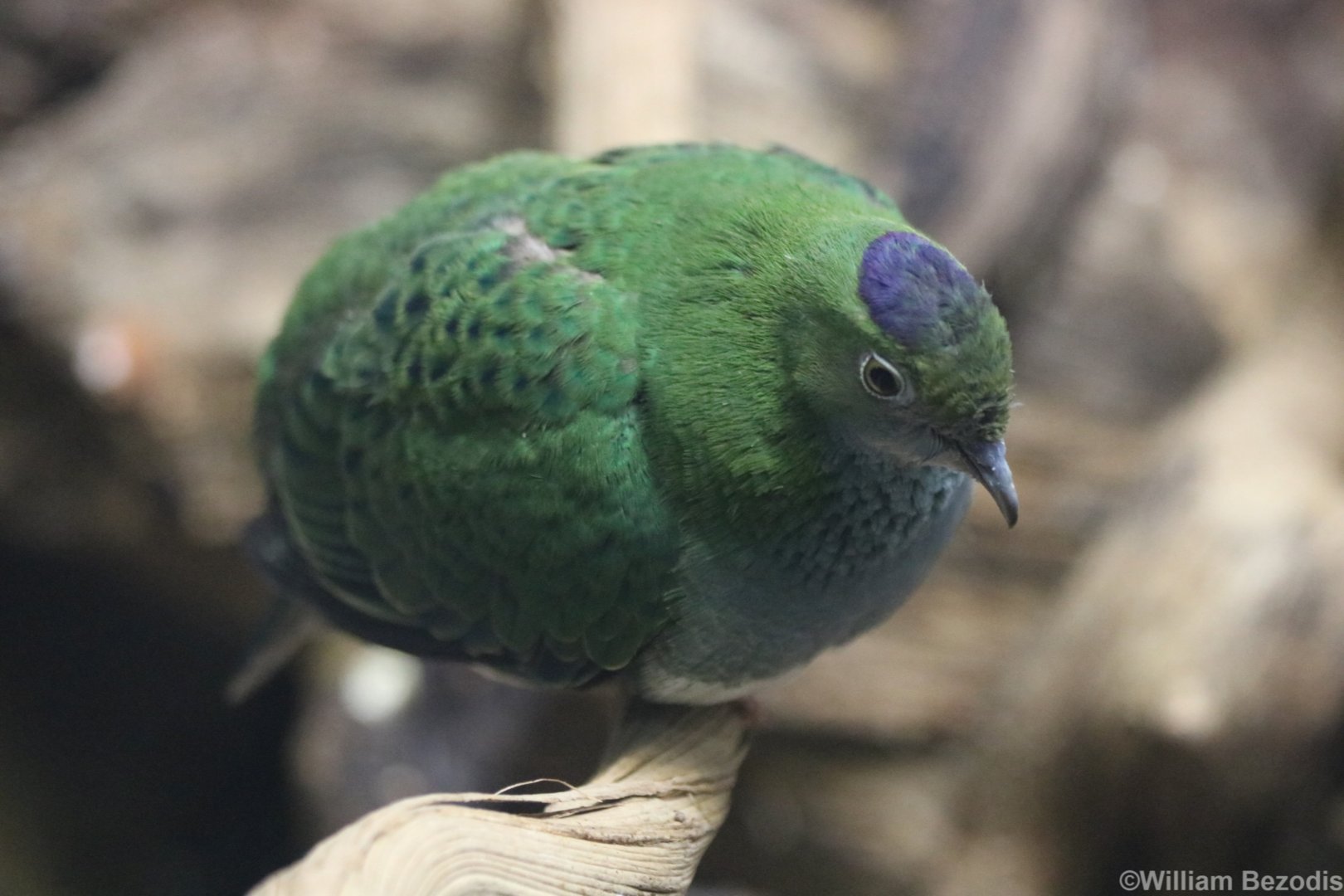 Superb Fruit-dove