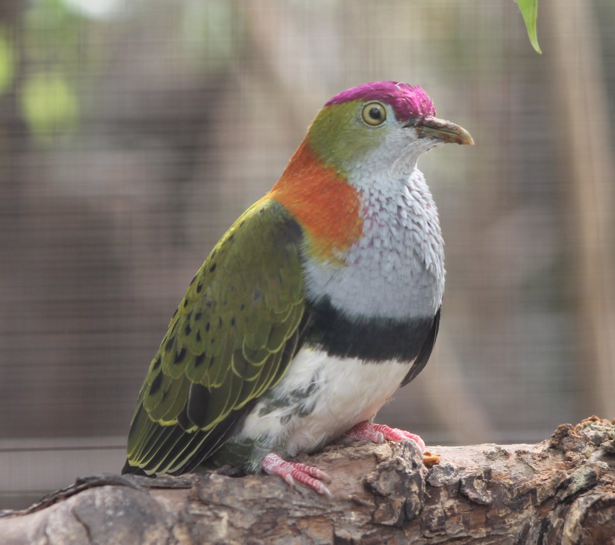 Superb fruit-dove