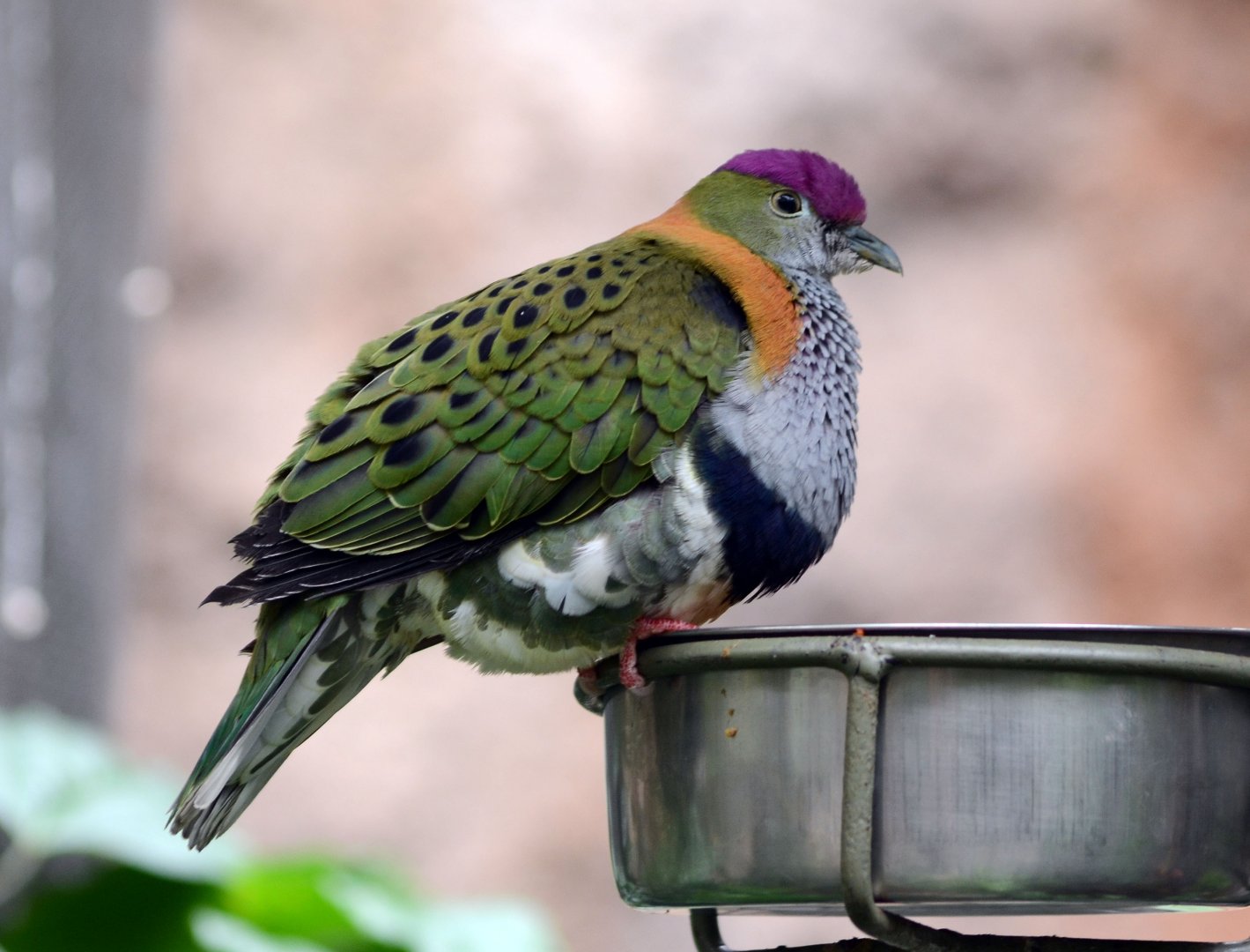 Superb Fruit Dove