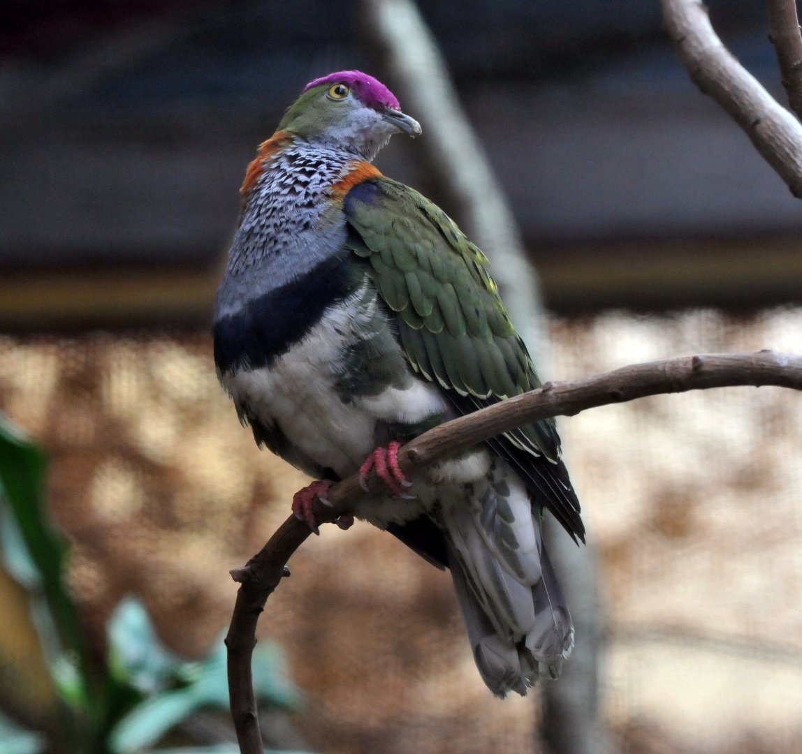 Superb fruit dove