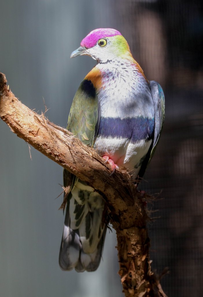 Superb Fruit Dove