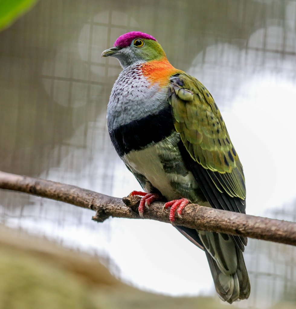 Superb Fruit-dove