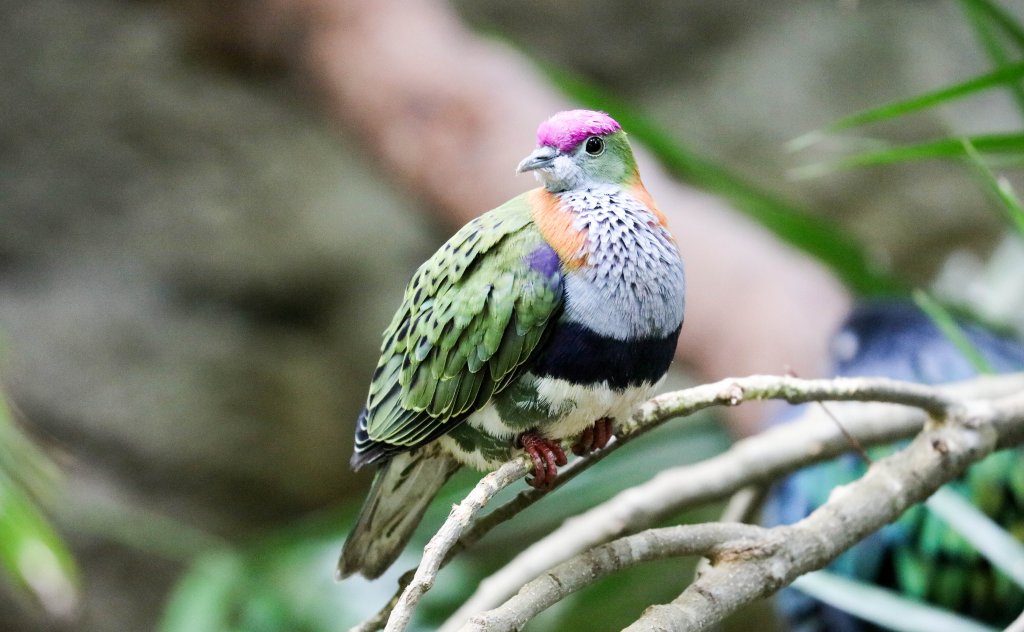 Superb Fruit-dove