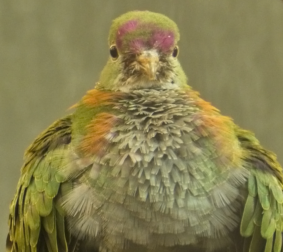 Superb Fruit Dove