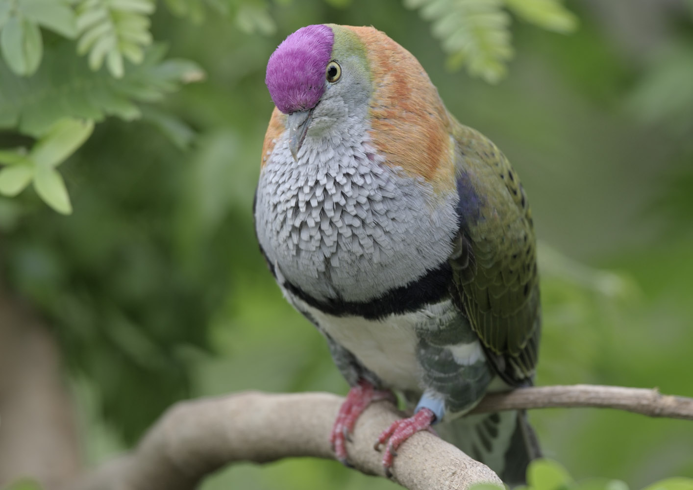 Superb fruit dove
