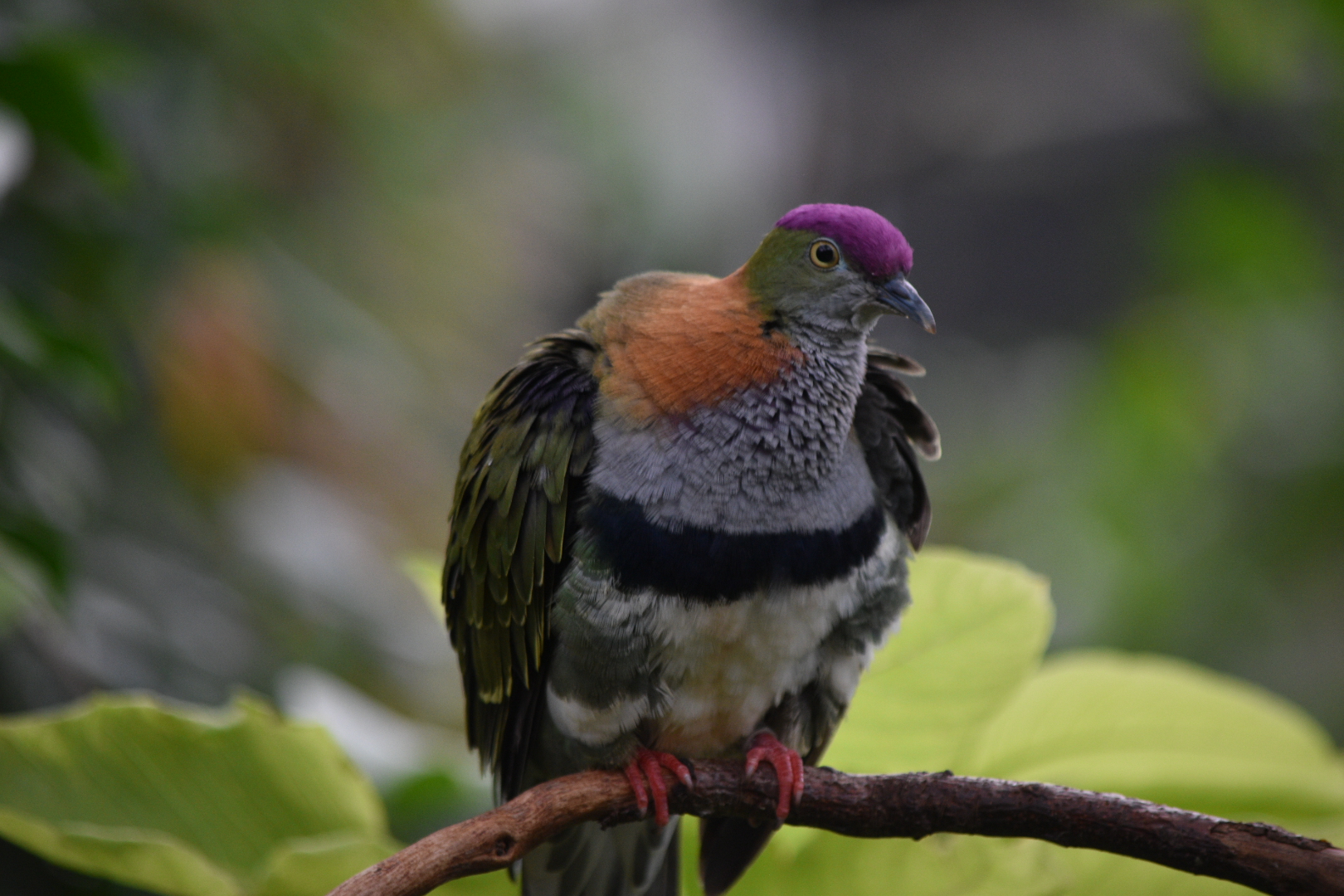 Superb fruit-dove
