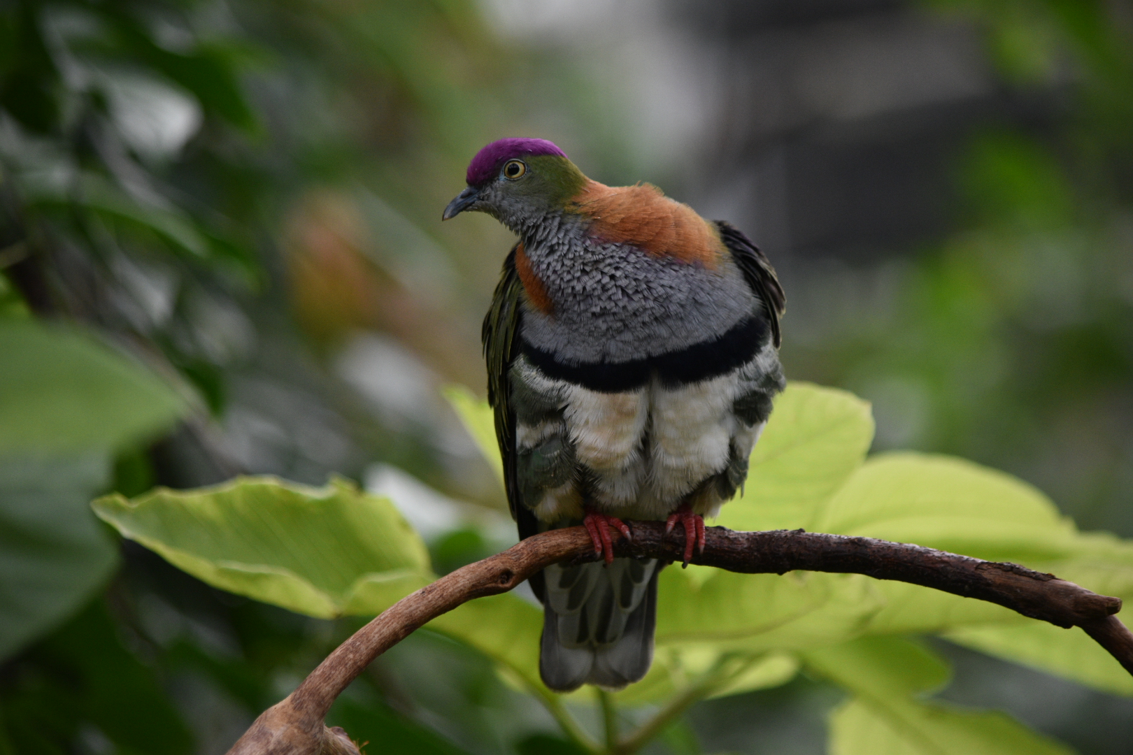 Superb fruit-dove