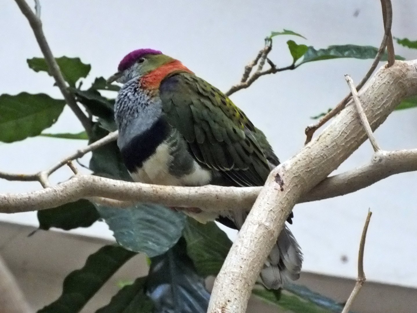 Superb fruit-dove