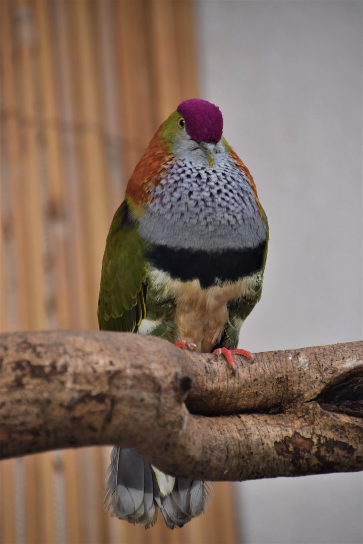 Superb fruit dove