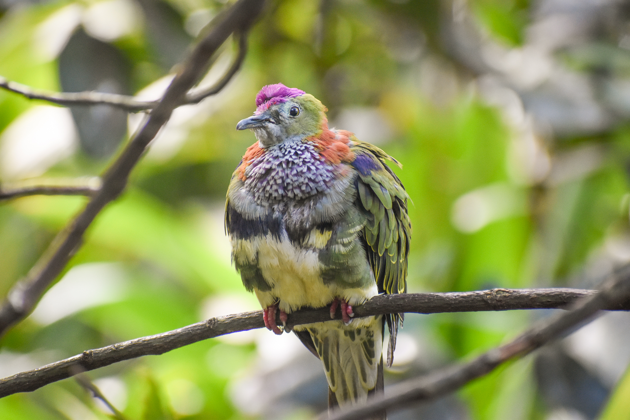 Superb Fruit-Dove