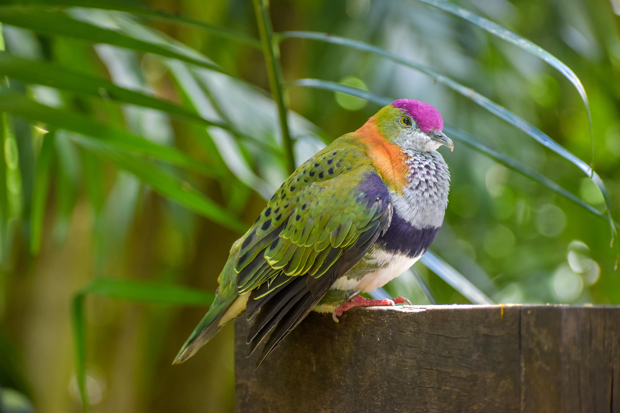 Superb Fruit-Dove