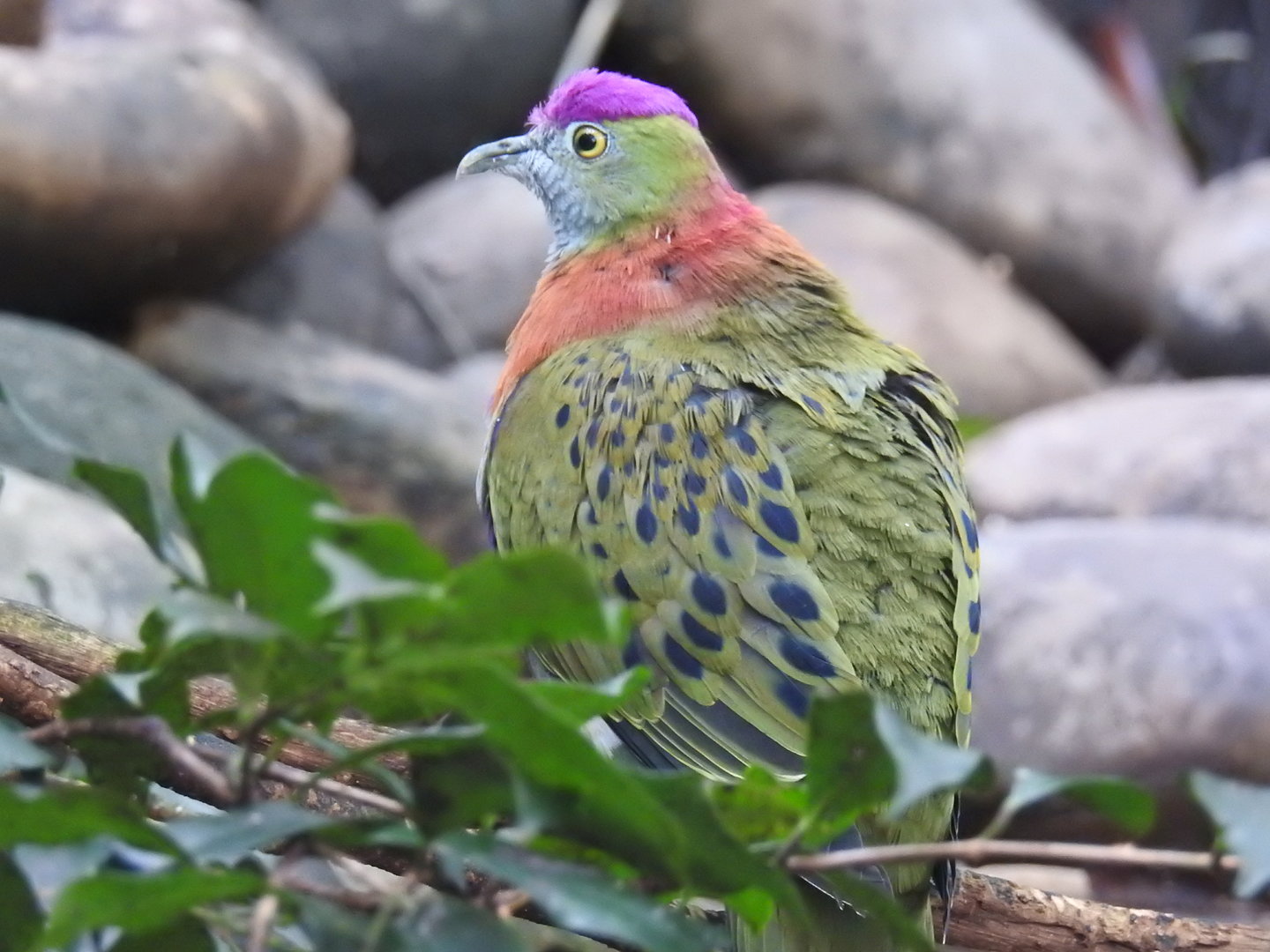 Superb Fruit-Dove