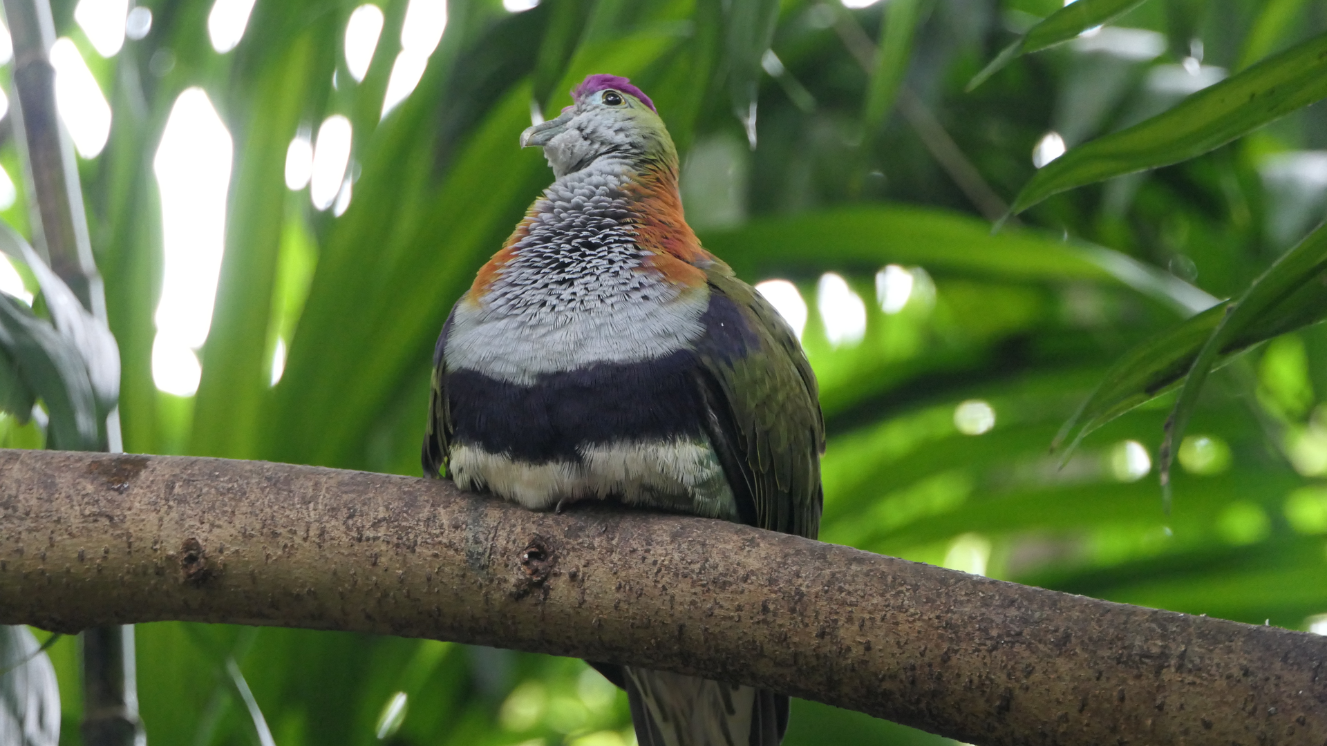 Superb Fruit-Dove