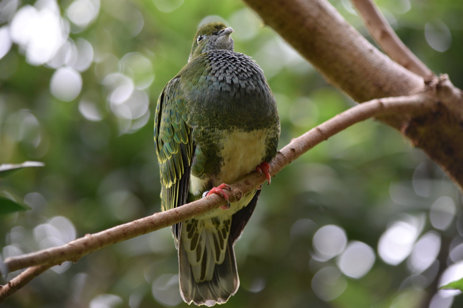 Superb Fruit-Dove