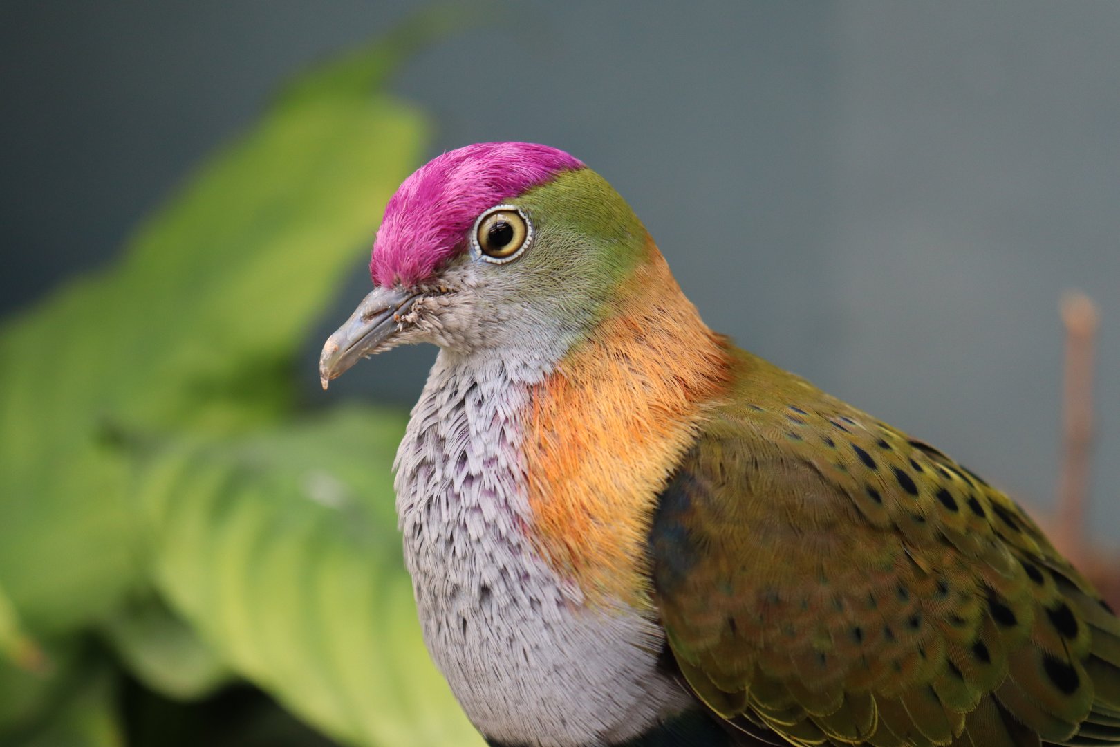 Superb fruit dove