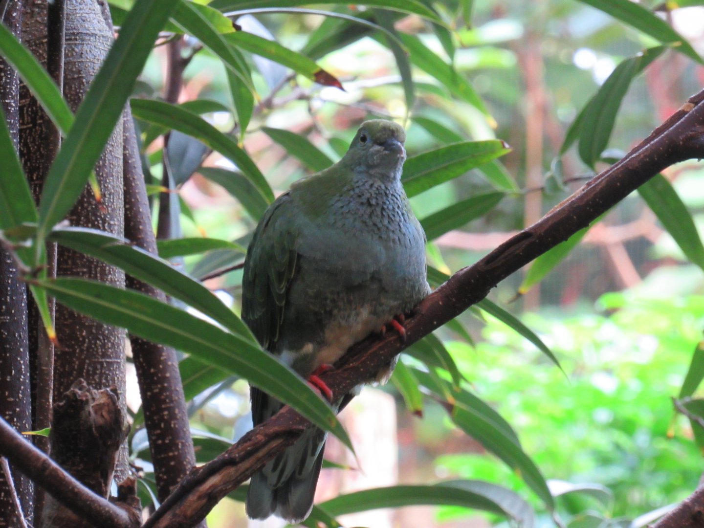 Superb fruit dove