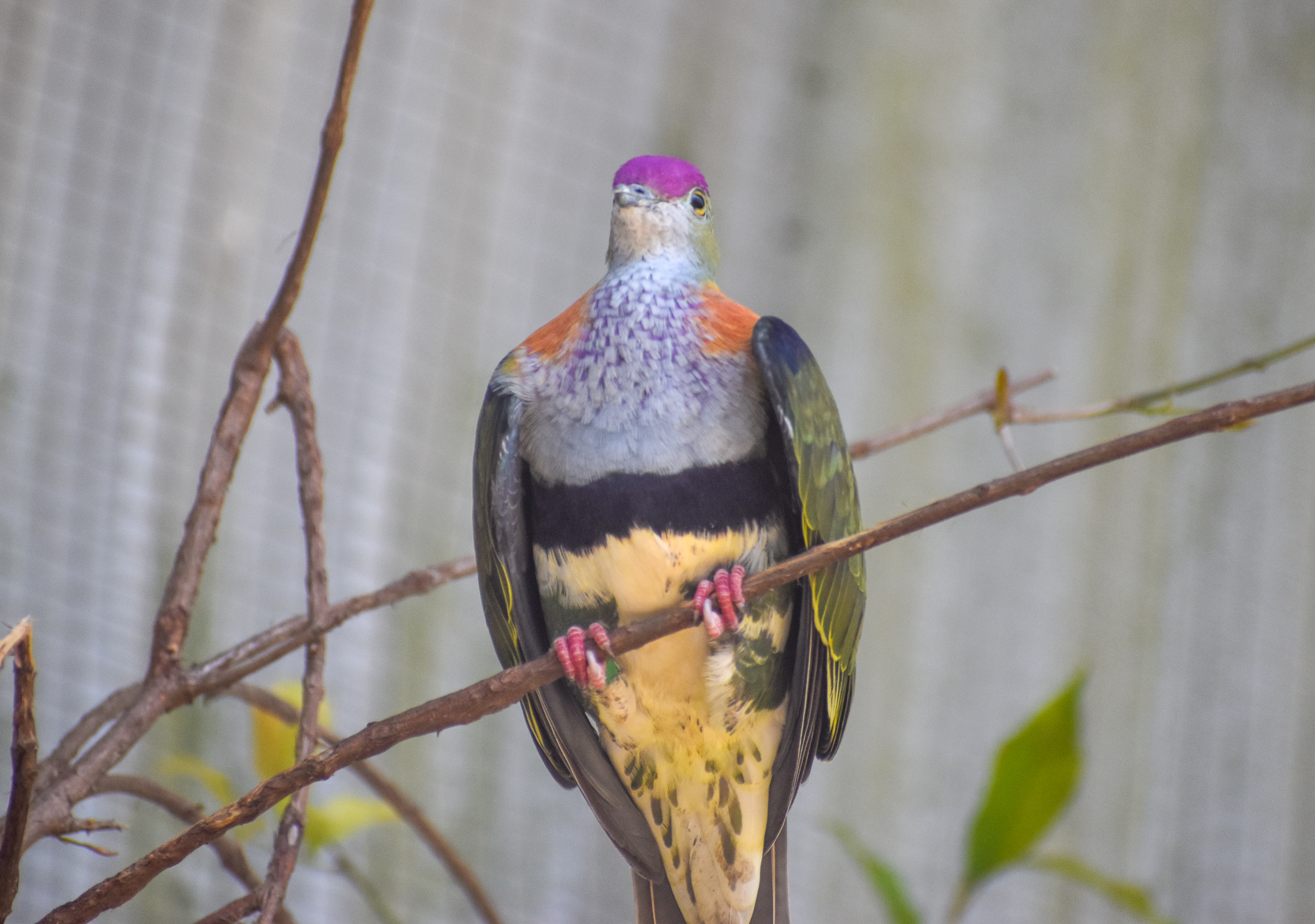 Superb Fruit-Dove